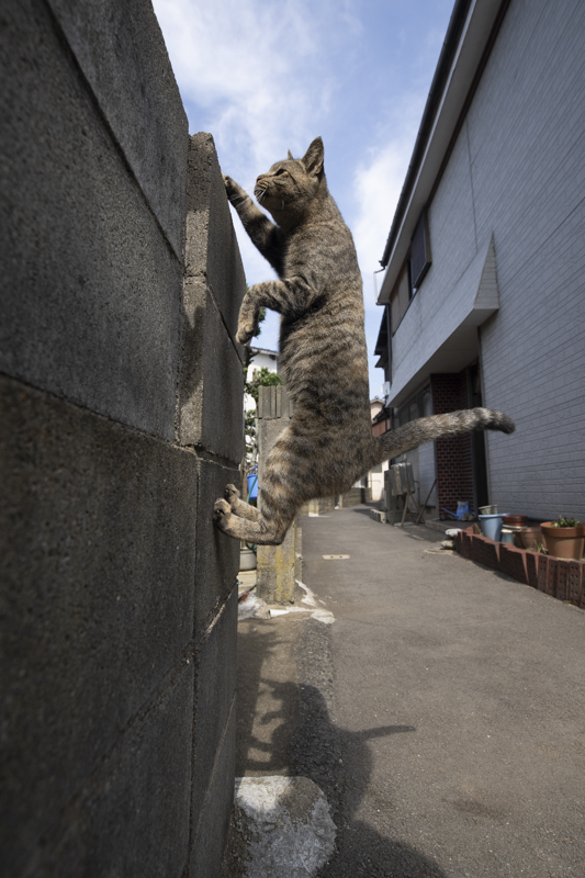 f:id:fubirai:20181017233507j:image