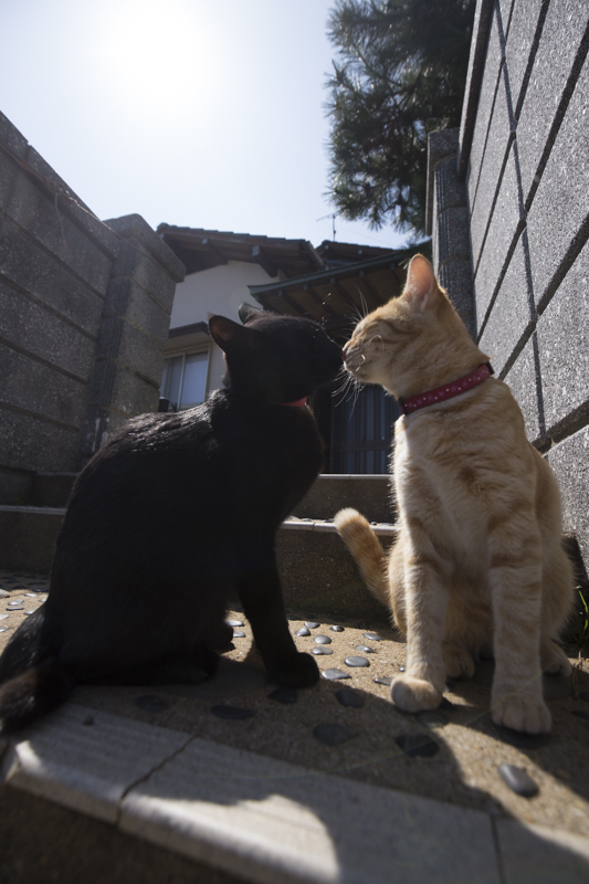 f:id:fubirai:20181029233704j:image