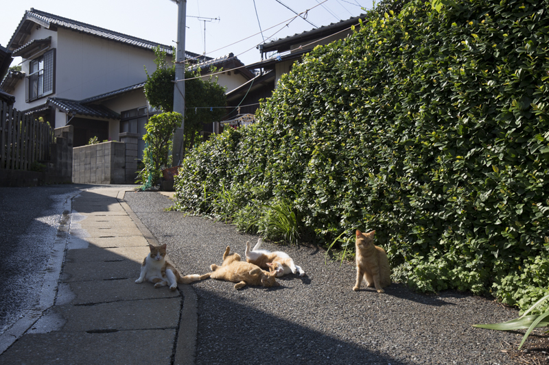 f:id:fubirai:20181031225418j:image