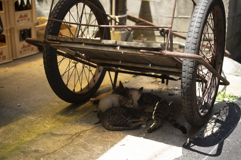 f:id:fubirai:20190113233657j:image