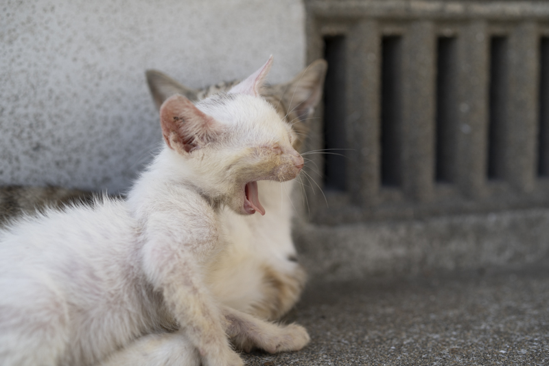 f:id:fubirai:20190204232749j:image