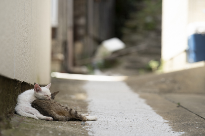 f:id:fubirai:20190204232754j:image