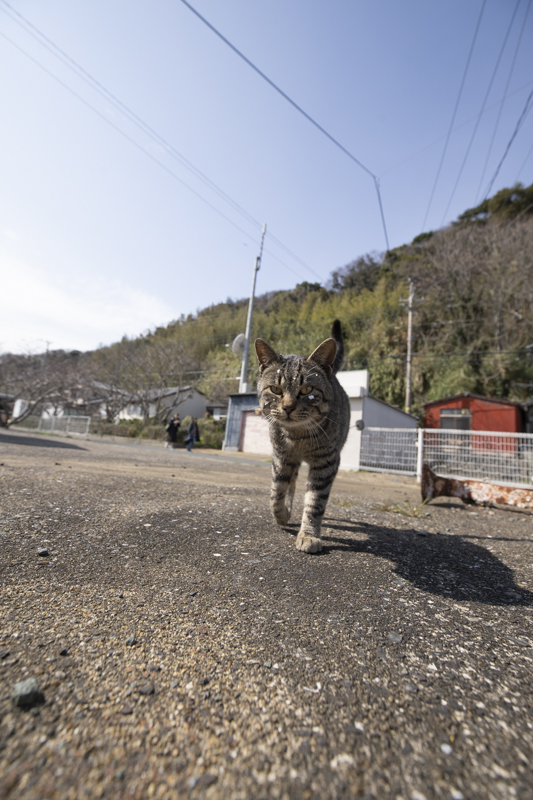 f:id:fubirai:20190409230903j:image