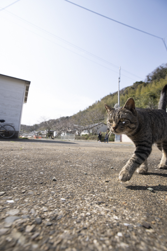 f:id:fubirai:20190409230904j:image
