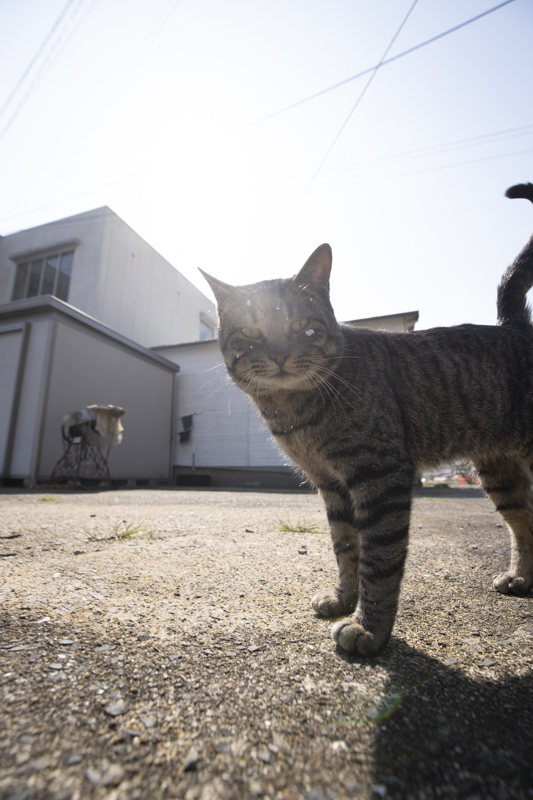 f:id:fubirai:20190409230905j:image