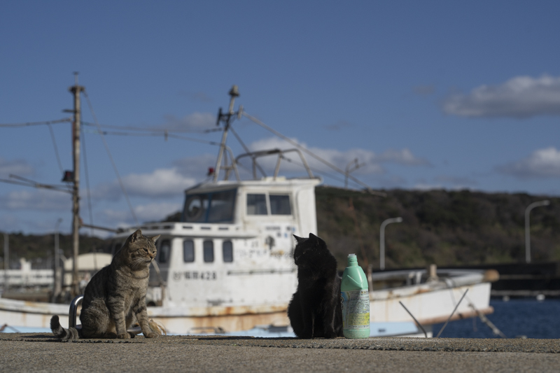 f:id:fubirai:20190416002131j:image