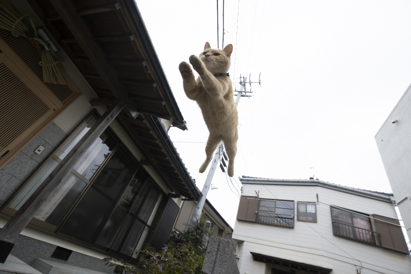 f:id:fubirai:20190418004702j:image