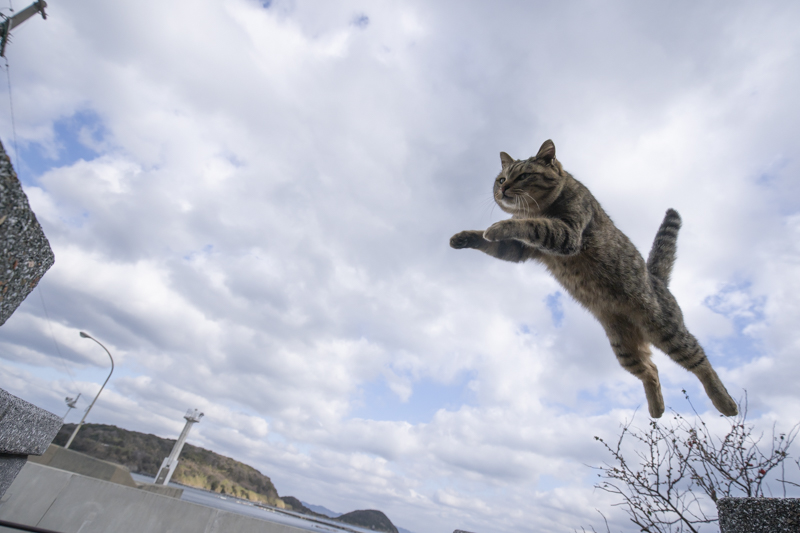 f:id:fubirai:20190421234812j:image
