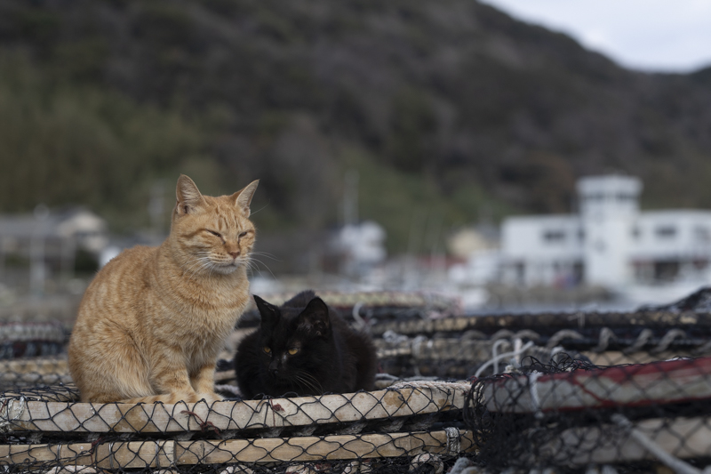 f:id:fubirai:20190429233412j:image