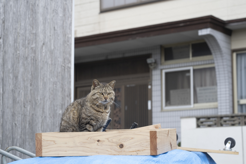 f:id:fubirai:20190505235440j:image