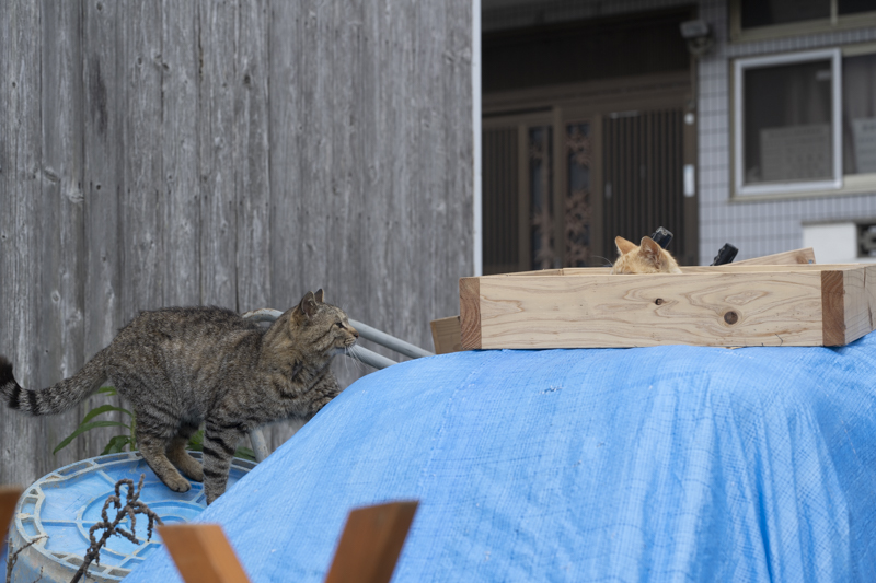 f:id:fubirai:20190506001829j:image