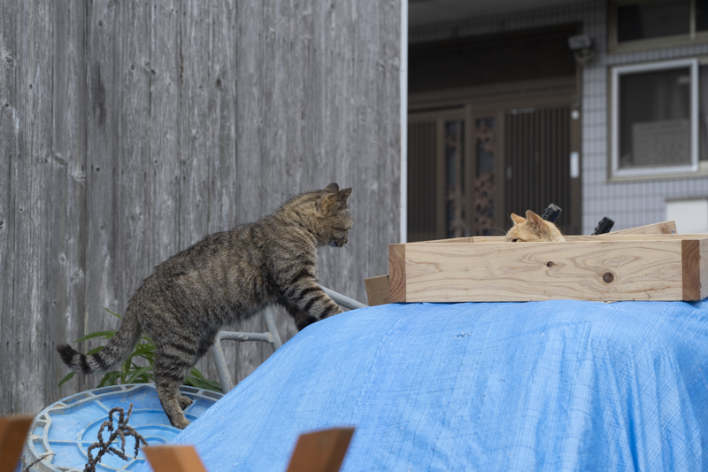 f:id:fubirai:20190506001830j:image