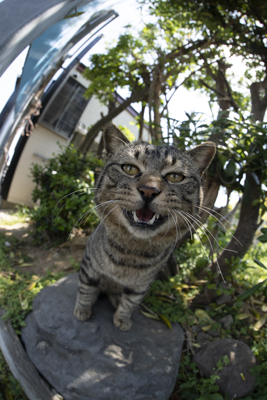 f:id:fubirai:20190507233340j:image