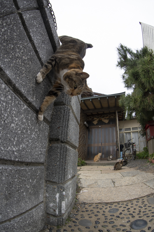 f:id:fubirai:20190514232755j:image