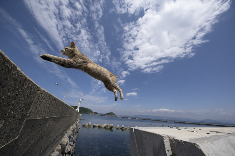 f:id:fubirai:20190520232812j:image