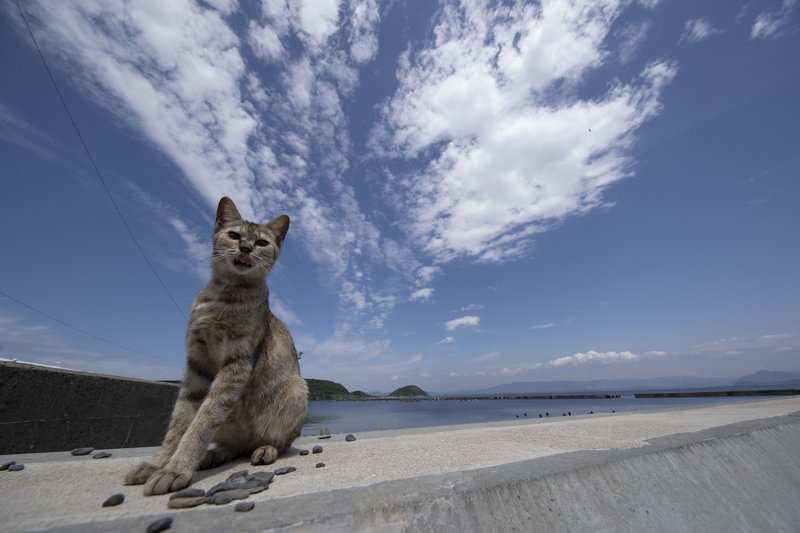 f:id:fubirai:20190520232814j:image