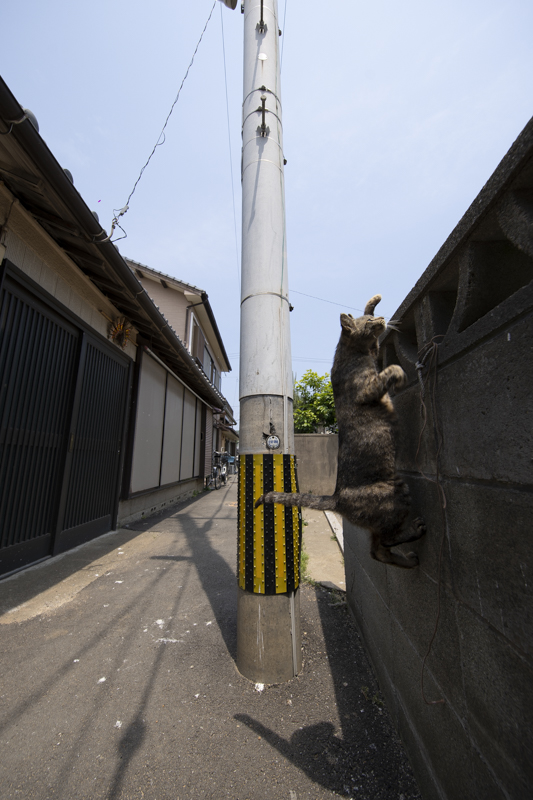 f:id:fubirai:20190524235448j:image