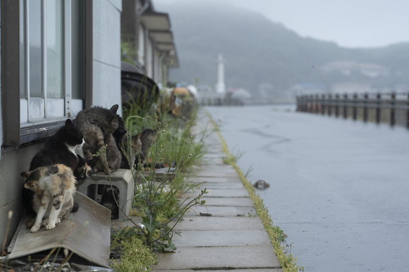 f:id:fubirai:20190528232413j:image