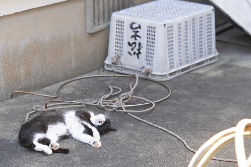 f:id:fubirai:20190805210108j:image