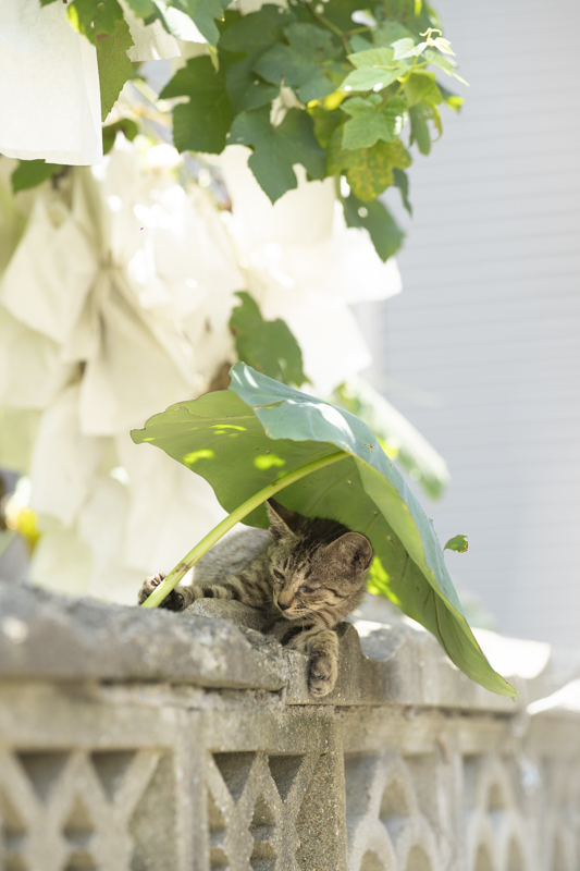 f:id:fubirai:20190807230017j:image