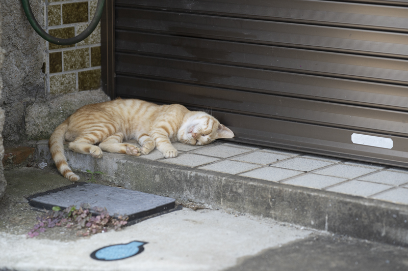 f:id:fubirai:20190808224752j:image