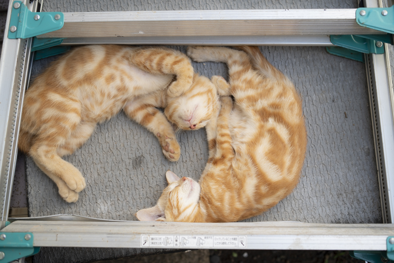 f:id:fubirai:20190825094705j:image