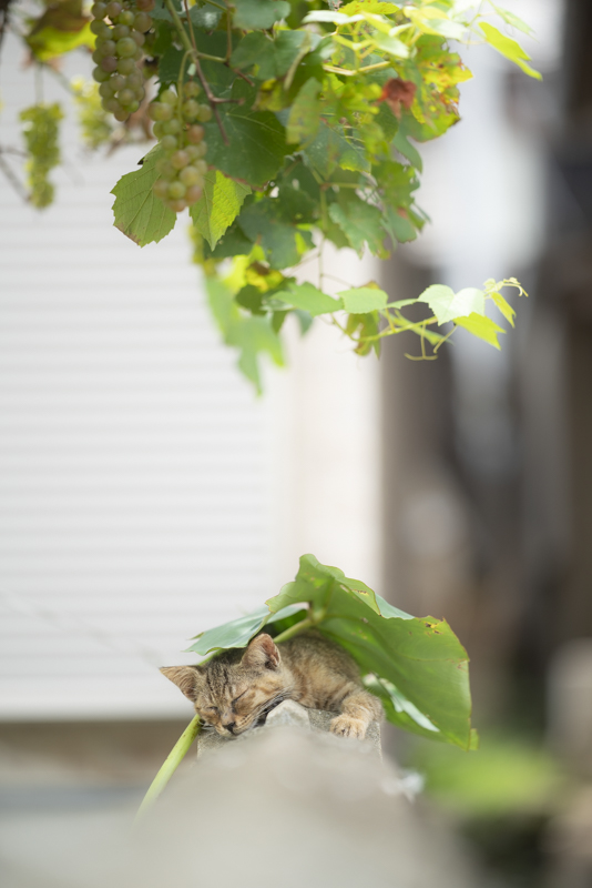 f:id:fubirai:20190826232852j:image