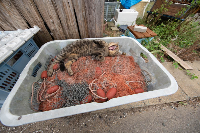 f:id:fubirai:20191014231855j:image