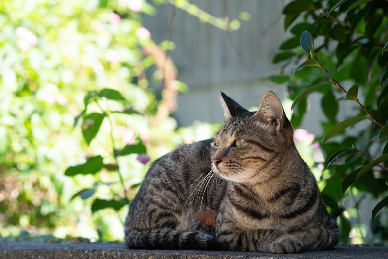 f:id:fubirai:20191101232731j:image