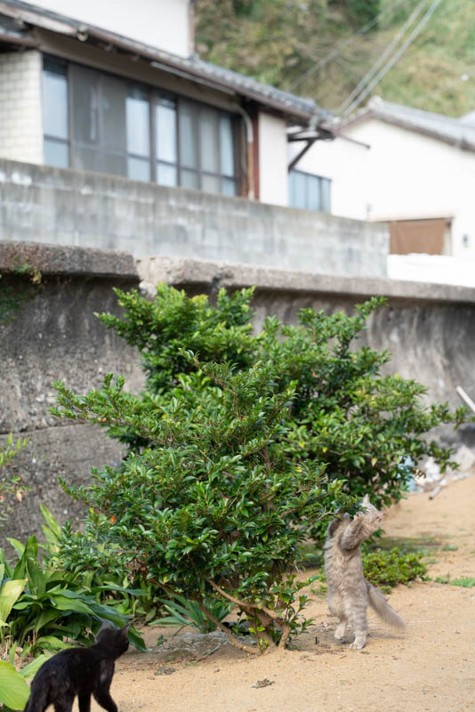 f:id:fubirai:20191109233706j:image