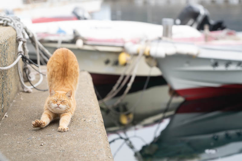 f:id:fubirai:20191113232550j:image