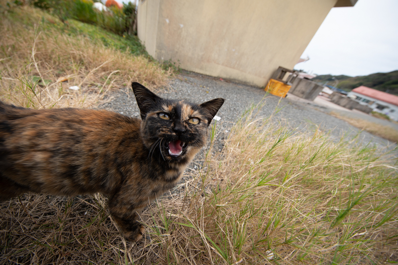 f:id:fubirai:20191125235259j:image