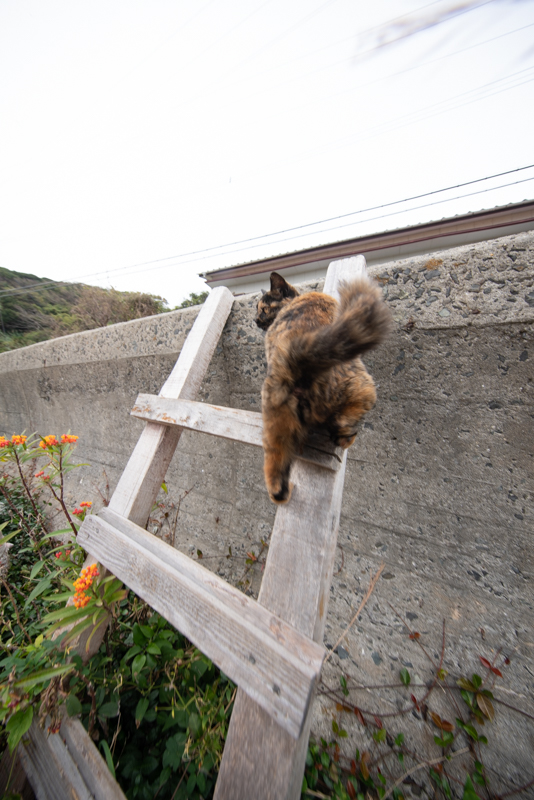 f:id:fubirai:20191125235305j:image