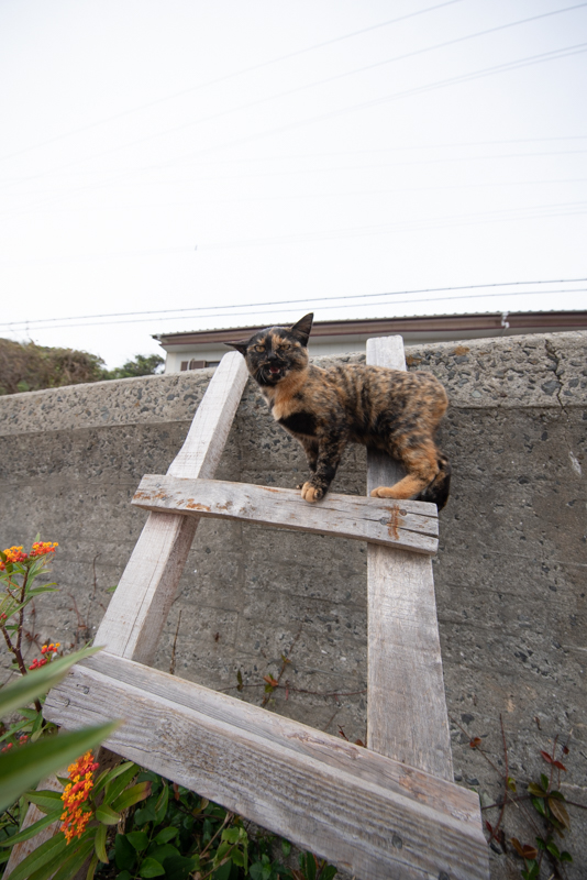 f:id:fubirai:20191125235310j:image