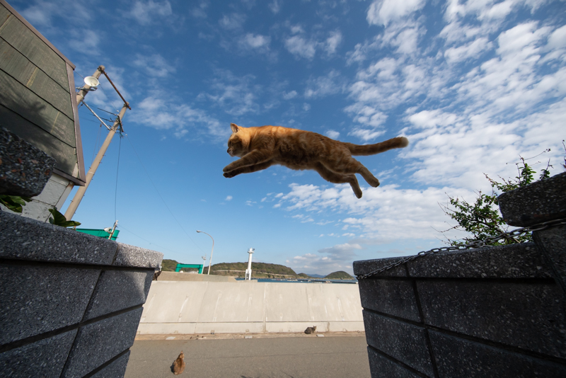 f:id:fubirai:20191127225957j:image