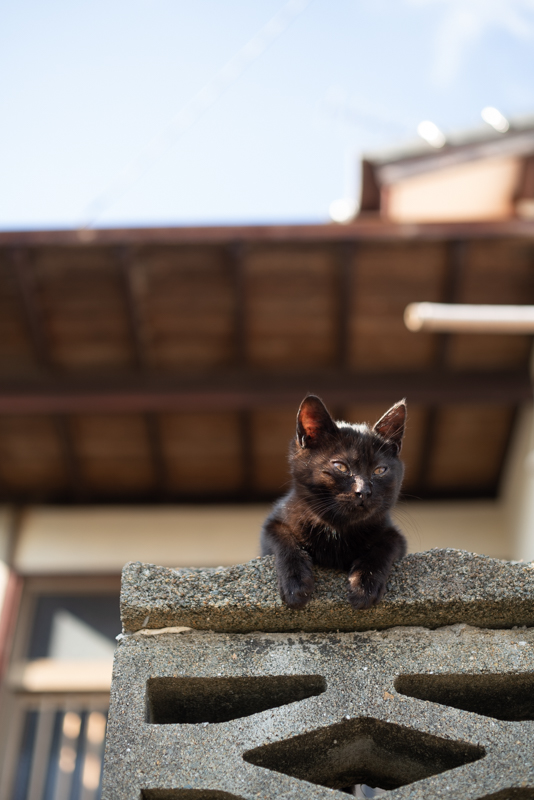 f:id:fubirai:20191209234750j:image