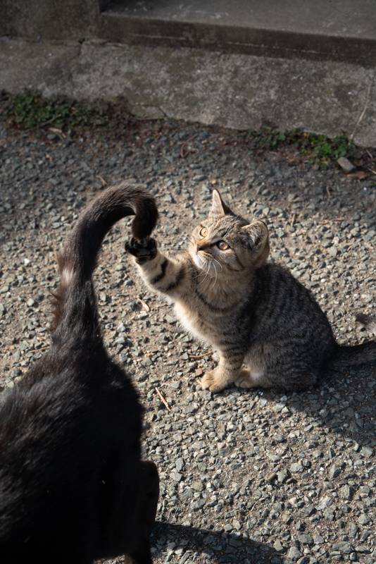 f:id:fubirai:20191213234147j:image