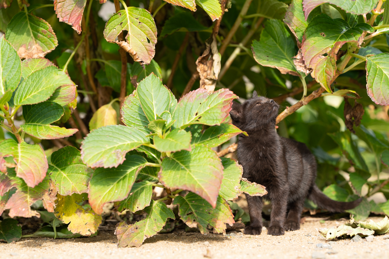 f:id:fubirai:20191219225250j:image