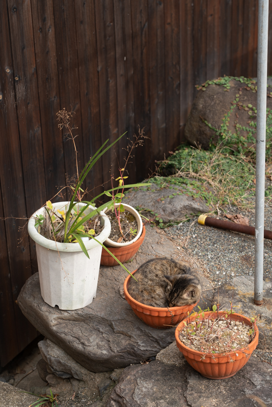 f:id:fubirai:20191223225648j:image