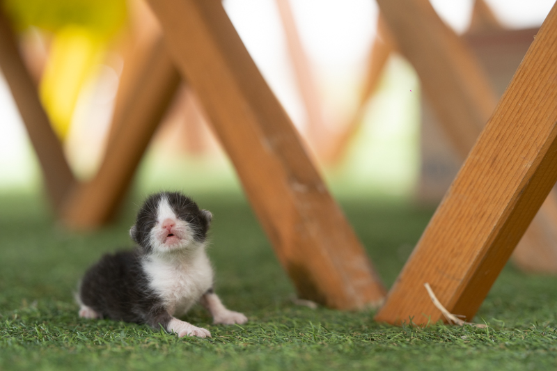 f:id:fubirai:20191229235852j:image