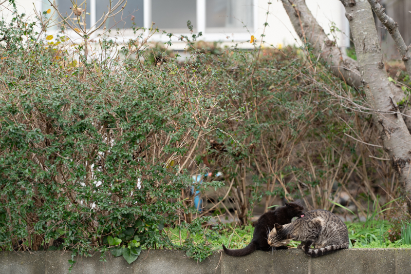 f:id:fubirai:20200105000239j:image