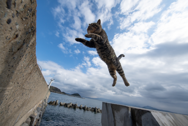 空飛ぶ猫 のアイデア 130 件 猫 ねこ 飛ぶ