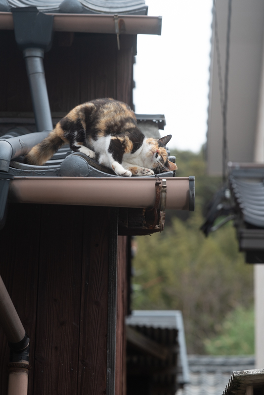 f:id:fubirai:20200411053746j:image