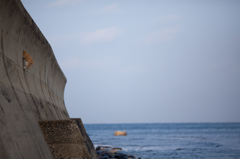 f:id:fubirai:20200417234307j:image