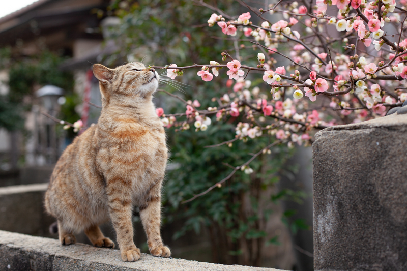 f:id:fubirai:20200423233109j:image