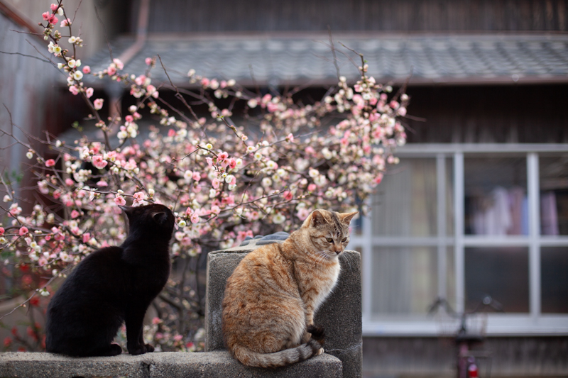 f:id:fubirai:20200423233115j:image