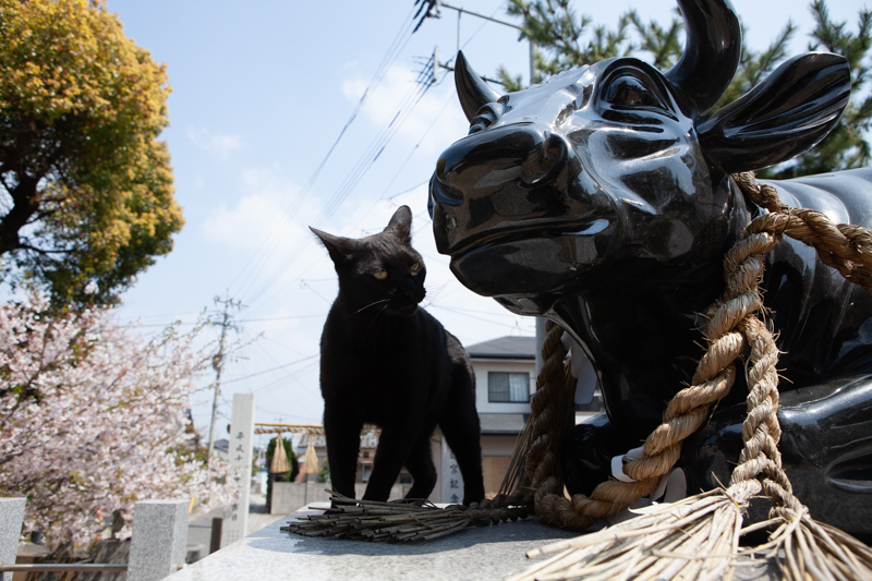 f:id:fubirai:20200427232408j:image