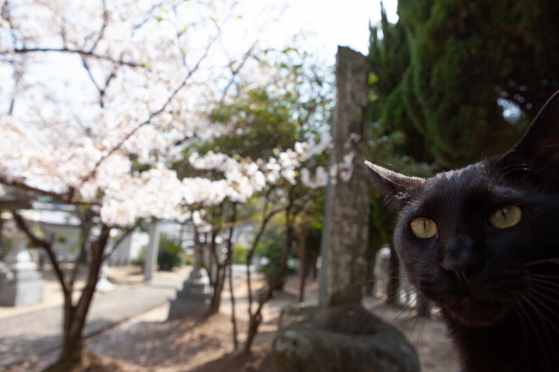 f:id:fubirai:20200427232414j:image