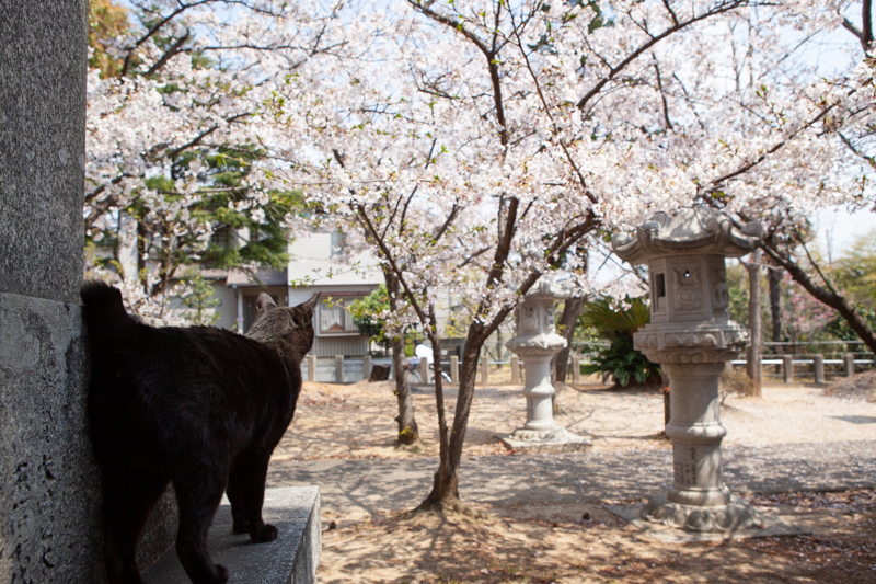f:id:fubirai:20200427232421j:image