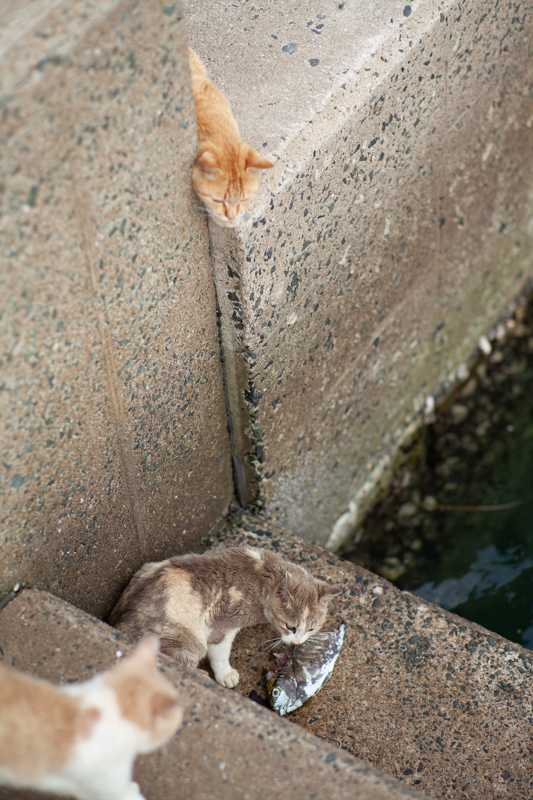 f:id:fubirai:20200527125632j:image